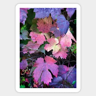 Colours of Autumn Leaves Sticker